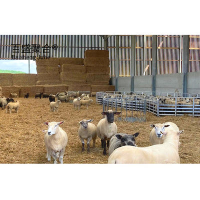 Bangunan rumah pertanian kandang kambing domba terisolasi dengan Sertifikat ISO9001 2008/CE/BV
