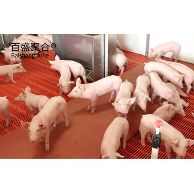 Bangunan Baja Kandang Farrowing untuk Rumah Babi Modern Peternakan Hog Shed Cote Winery Pigsty
