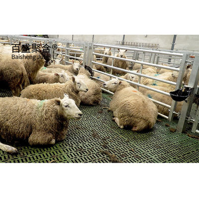 Aluminium Alloy Window Prefab Animal Shed Struktur Baja untuk Peternakan Domba dan Kambing