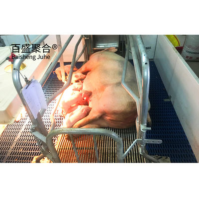 Hot Dip Galvanized/Paint Spraying Steel Prefab Piggery House Desain untuk Peternakan Unggas