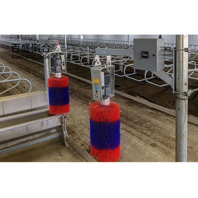 Hot Dip Galvanized Struktur Baja Rumah Sapi untuk Prefab Sarang Ternak Metal Frame