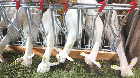 Rumah Unggas Sisi Terbuka Jenis Gudang Prefabrikasi untuk Perkebunan Kuda Babi Kambing Kuda dan Sapi