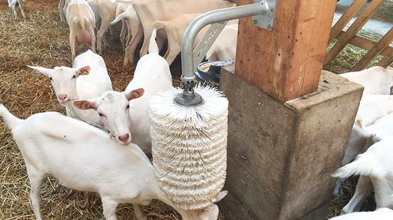 Rumah Unggas Sisi Terbuka Jenis Gudang Prefabrikasi untuk Perkebunan Kuda Babi Kambing Kuda dan Sapi