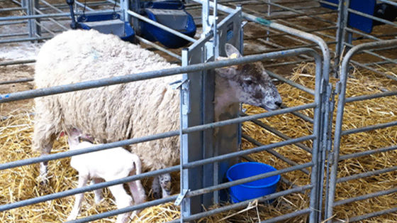 Rumah Unggas Sisi Terbuka Jenis Gudang Prefabrikasi untuk Perkebunan Kuda Babi Kambing Kuda dan Sapi