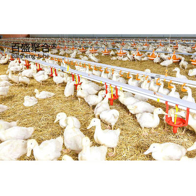 Custom Colors Steel Structures for Horse Stall Barn Plans at Prefab Poultry Farm (Bentuk Struktur Baja untuk Gudang Kuda)