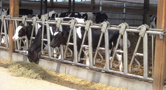 Single Steel Sheet Roofing Wall Customized Horse Stable Construction Building oleh Cina