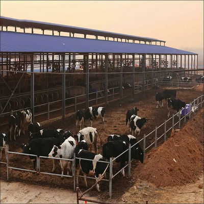 Kerangka Baja Ringan Pabrik Sapi Susu Prefabrikasi dengan Panel Sandwich dan Jendela PVC